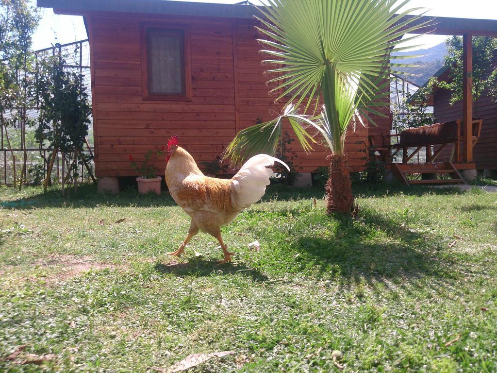 Sera Pansiyon Çıralı Esterno foto