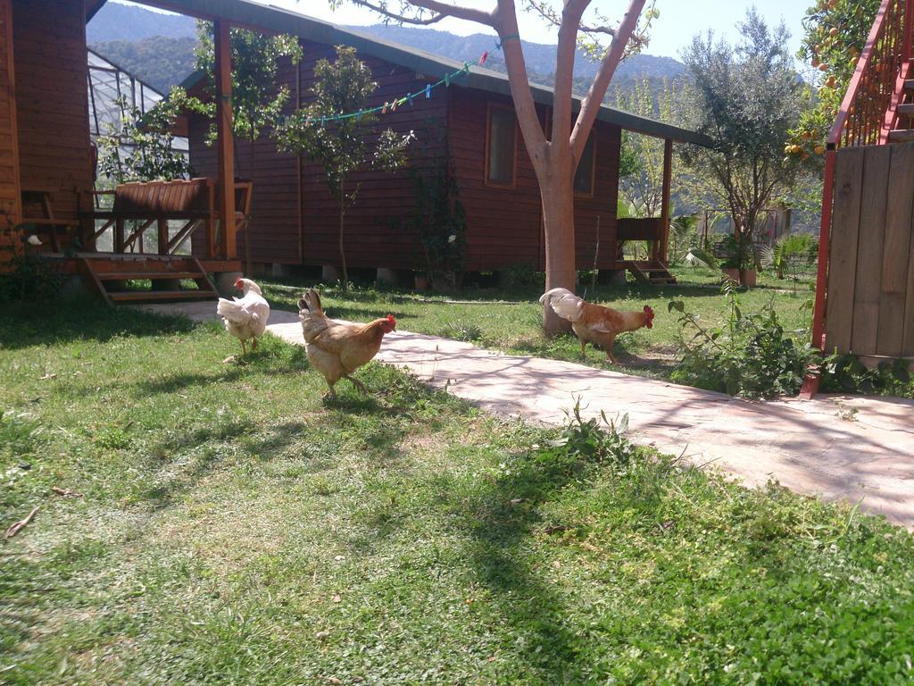 Sera Pansiyon Çıralı Esterno foto